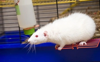 Tips to Keep Your Pet Rats Cool during summer