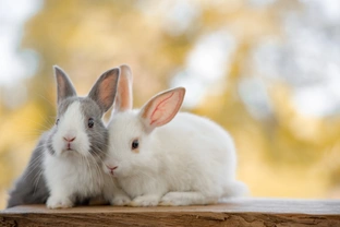 This Easter, don’t buy a rabbit on a whim