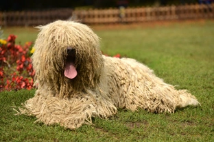 Telling the difference between the Komondor and the Hungarian puli dog breeds