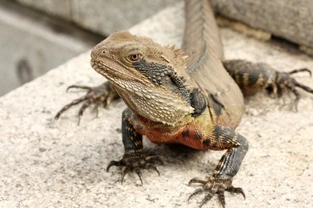 Recognising & Treating Worms in Reptiles