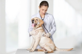 Reasons for why dogs might not urinate after surgery