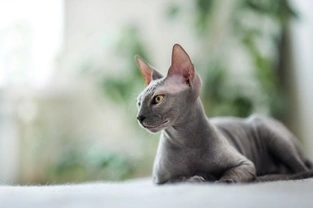 Five common skin problems in cats and how to identify them