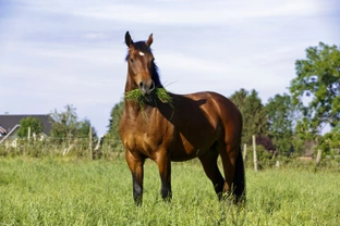 Would Your Horse Benefit from Electrolytes?