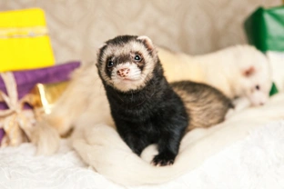 Christmas safety tips for ferret owners