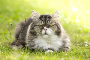 Health Issues Common to Older Cats