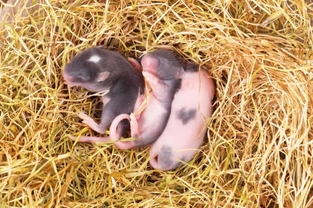 Breeding Mice