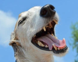 Corretta igiene del proprio cane: come evitare alitosi e cattivo odore