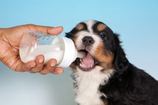 Mateřské mléko pro štěňata: čím je nahradit a čemu se vyhnout