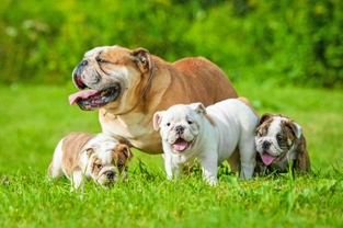 Why might an English bulldog become aggressive when she has puppies?