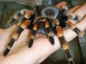 Five important questions to consider if you are interested in keeping a tarantula