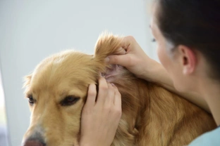 Five common errors to avoid when cleaning your dog’s ears