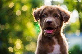 5 things to teach your puppy from day one (some of them may surprise you)