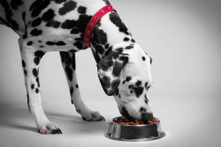 How a prescription diet can help a dog with kidney disease