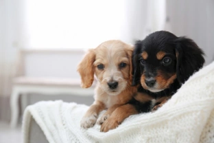 Does taking care of two dogs take twice as long as taking care of one?