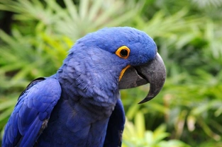 The Hyacinth Macaw