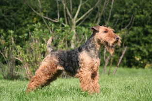 How to Keep a Welsh Terrier's Coat Looking Good