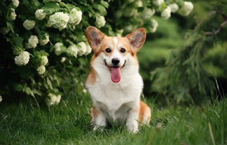 5 fun facts about the Queen and her corgis