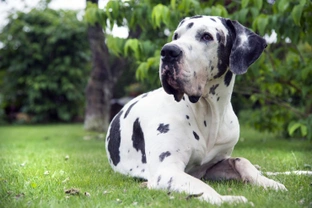 Great Danes and Heart Disorders
