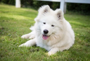 4 Really Expensive Dog Breeds