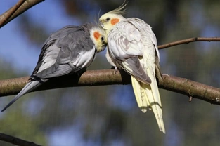 Egg Binding in Birds