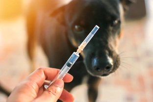 Dog Diabetes: symptoms, causes, and when to call a vet