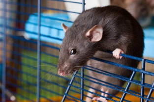 Common first aid scenarios for rats and other small pet rodents