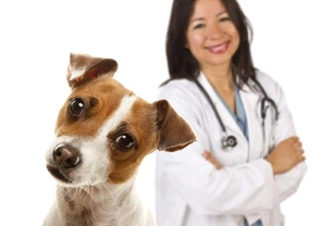 Mag ik mijn hond pijnstillers en medicijnen voor menselijk gebruik geven?