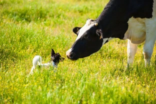 Are cow pats or cow muck dangerous to dogs?