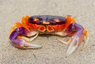 Keeping land crabs as pets