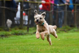 Tips on training a Border Terrier