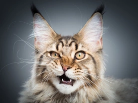 Ten Interesting Facts About Maine Coon Cats