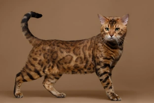 Five important things to know before buying a Bengal cat