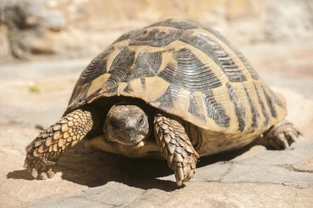 The basics of caring for a tortoise