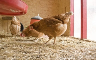 How to Deal with Red Mite Problems in Chickens & Their Housing