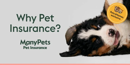 Should I get pet insurance?