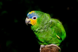 Blue fronted Amazon