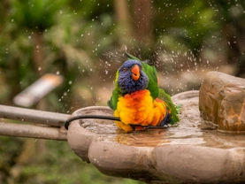 Tajemný svět papoušků: V každém prostředí by měl mít papoušek možnost dostatečného pohybu