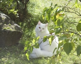 Gatto Persiano bianco: colore occhi, carattere e prezzo