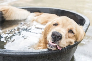 Léto a vedra jsou za rohem. Jak poznat a předcházet přehřátí psa?