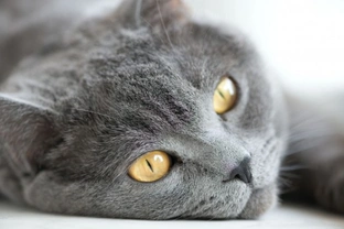 5 Mistakes Cat Owners Often Make
