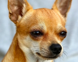 Incrocio Pinscher Chihuahua: cosa sapere prima di adottarlo