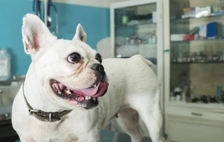 Five minor dog care mistakes that can lead to major consequences