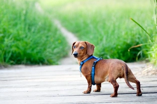 Collars, harnesses and leads - What do you need for your dog