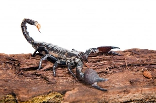 Six tips for keeping pet scorpions happy and healthy