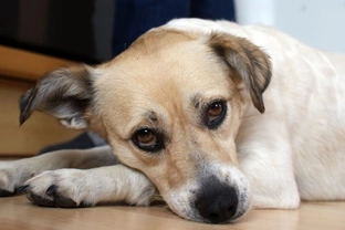The symptoms of illness in dogs