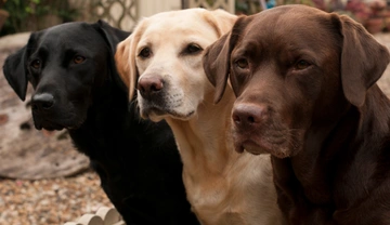 Labradorský retrívr: pes sportovní, pracovní, společenský i výstavní. V čem se jednotlivé typy liší?