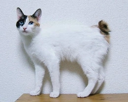 Bobtail giapponese: costo, carattere e mantello di questo gatto