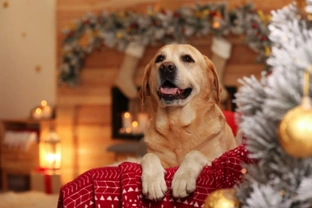 Delicious Christmas delights for dogs