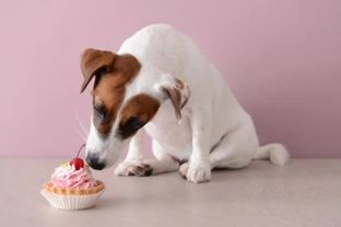 Five things you probably shouldn’t do to mark or celebrate your dog’s birthday