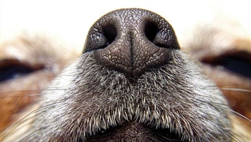 De neus van de hond